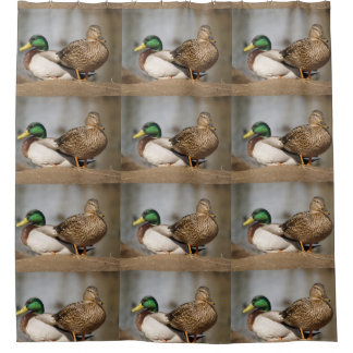 Stockente duckt Duschvorhang