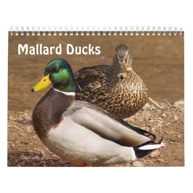 Stockente duckt Kalender (Titelbild)