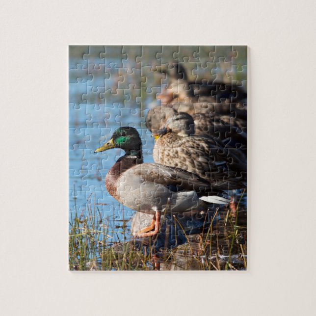 Stockente duckt Tier-Foto (Vertikal)