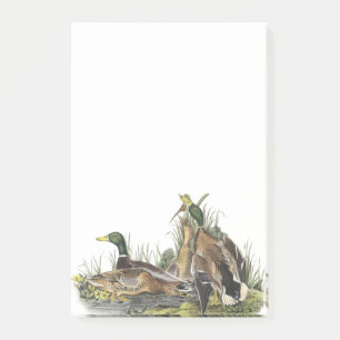 Stockente durch Audubon Post-it Klebezettel