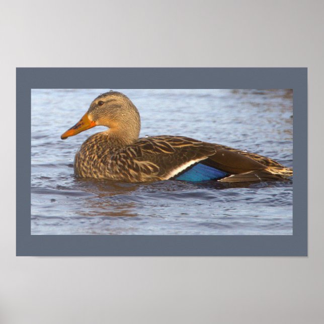 Stockente Foto Poster (Vorne)