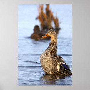 Stockente Foto Poster