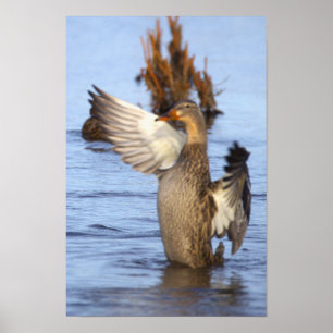Stockente Foto Poster
