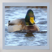 Stockente Foto Poster