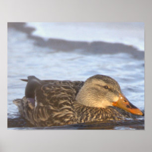 Stockente Foto Poster