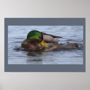 Stockente Foto Poster