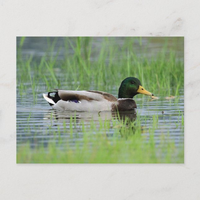 Stockente in einem Teich Postkarte (Vorderseite)