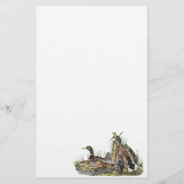 Stockente, John Audubon Briefpapier (Vorderseite)