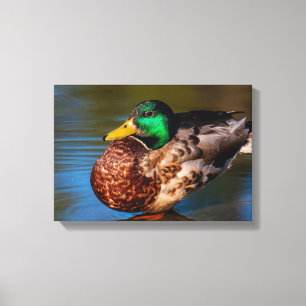 Stockente Portrait Leinwanddruck