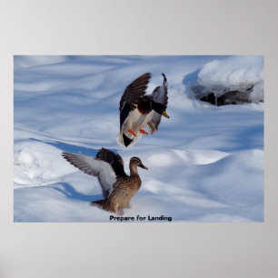 Stockente Poster