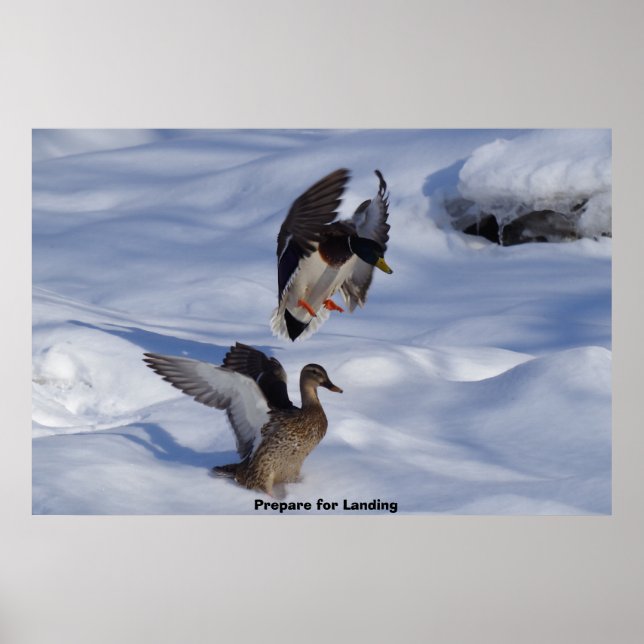Stockente Poster (Vorne)