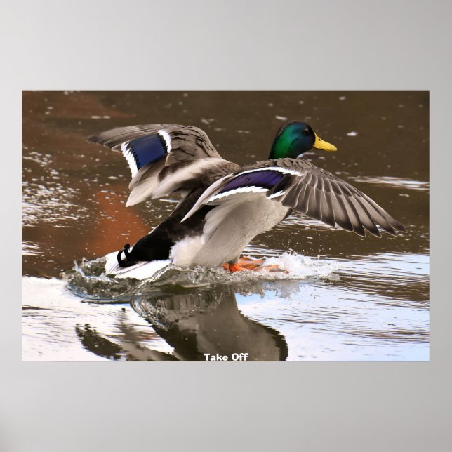 Stockente Poster (Vorne)