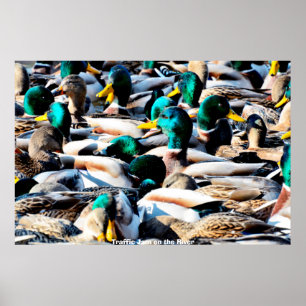 Stockente Poster
