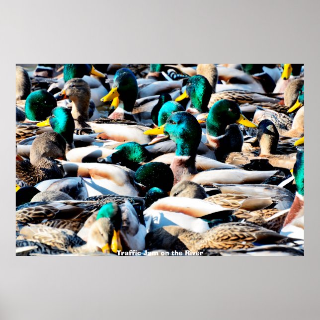 Stockente Poster (Vorne)