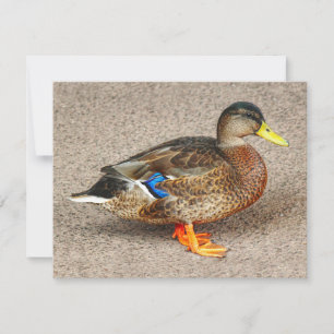 Stockente. Roath Park Lake, Cardiff, Wales Karte