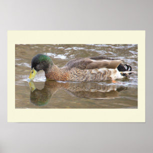 Stockente Spiegelung Foto Poster