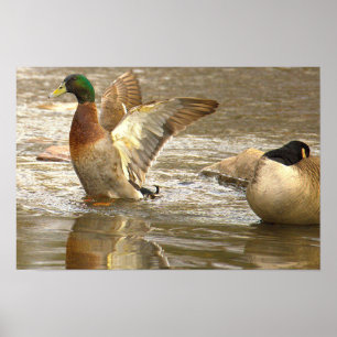 Stockente Spiegelung Foto Poster