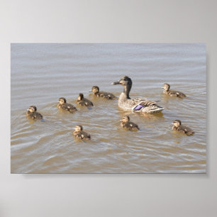 Stockente und Entlein Poster