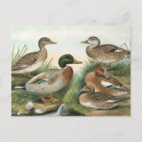 Stockente und Pfeifente Vintage-Vogelillustration
