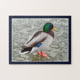 Stockente Wildente auf gefrorenem See