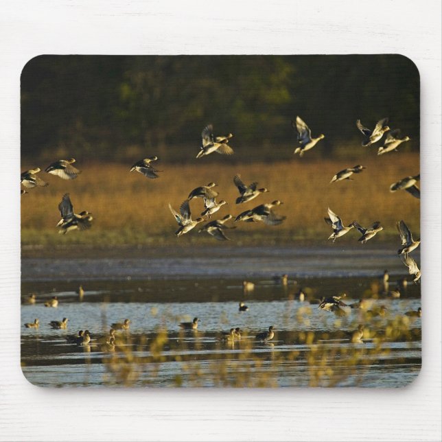 Stockenten, die vom Wasser steigen Mousepad (Vorne)