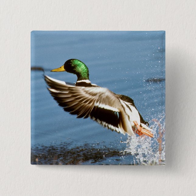 Stockenten-Drake-Ente Button (Vorderseite)