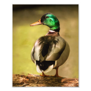 Stockenten-Ente Fotodruck