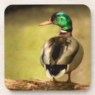 Stockenten-Ente Getränkeuntersetzer