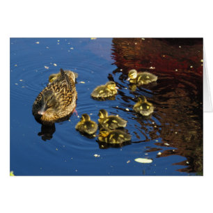 Stockenten-Ente und Entlein
