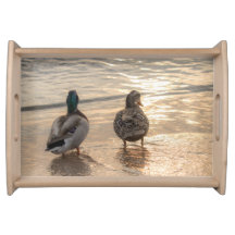 Stockenten-Enten auf Strand