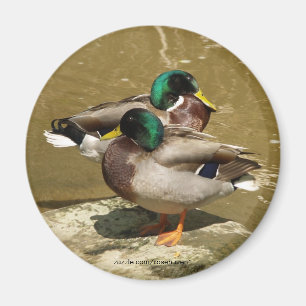Stockenten-Enten-Magnet Magnet
