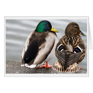 Stockenten-Enten-Paar-Karte