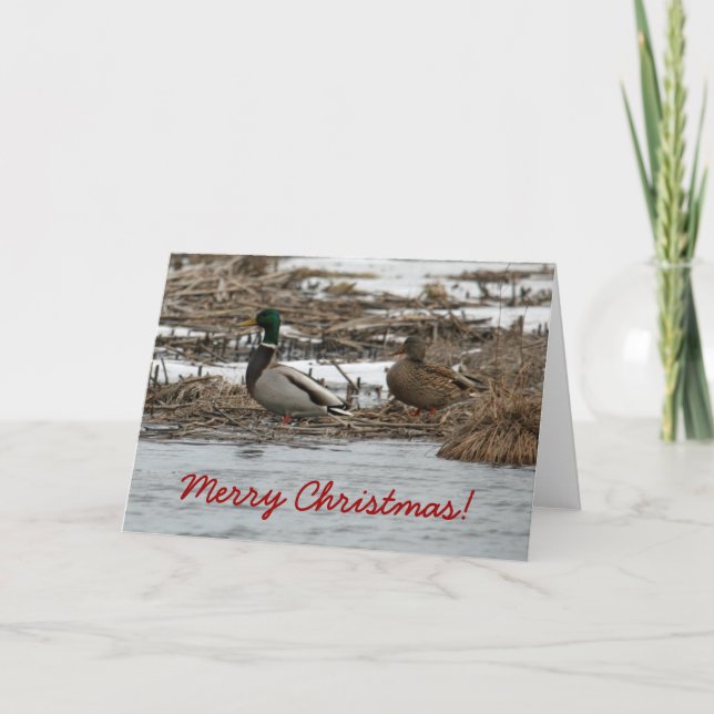 Stockenten-Enten-Weihnachtskarte Feiertagskarte (Vorderseite)