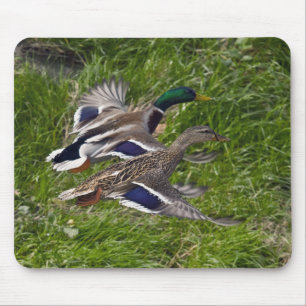 Stockenten-Fliegen-Mausunterlage Mousepad