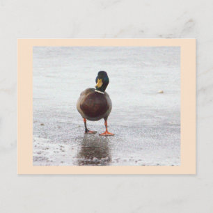 Stockenten-Foto-Postkarte Postkarte