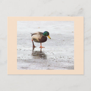 Stockenten-Foto-Postkarte Postkarte