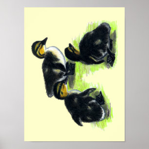 Stockenten-Küken Poster