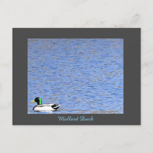 Stockenten-Postkarte Feiertagspostkarte