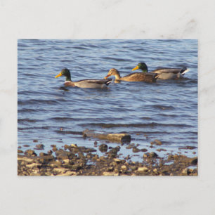 Stockenten-Postkarte Postkarte