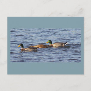 Stockenten-Postkarte Postkarte