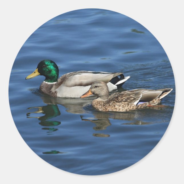 Stockenten Runder Aufkleber (Vorderseite)