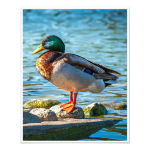 Stockenten-Wandkunst Wildlife-See-Druck Fotodruck