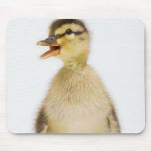 Stockentenentlein (Anekdoten platyrhynchos) Mousepad