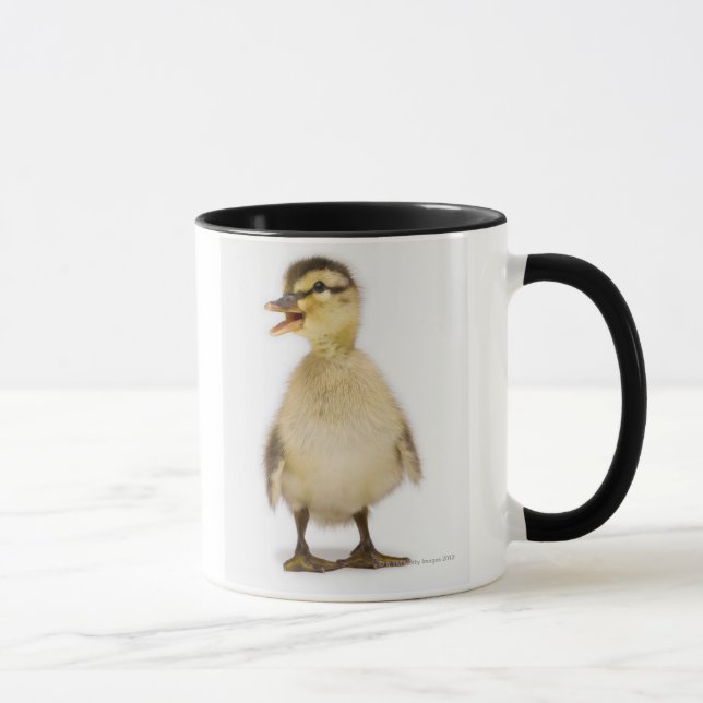 Stockentenentlein (Anekdoten platyrhynchos) Tasse (Rechts)