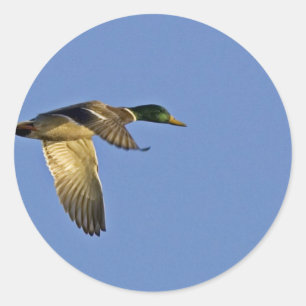 Stockentenfliegen Runder Aufkleber