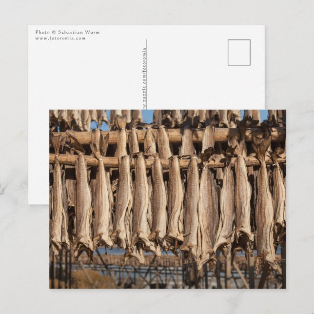 Stockfish Lofoten Postkarte (Vorne/Hinten)