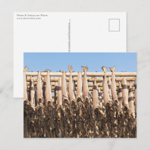 Stockfish Lofoten Postkarte