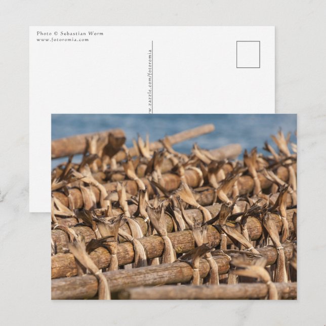 Stockfish Lofoten Postkarte (Vorne/Hinten)