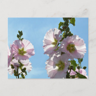 Stockrosen: Japan Postkarte
