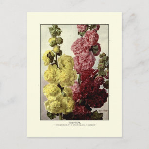 Stockrosen Postkarte